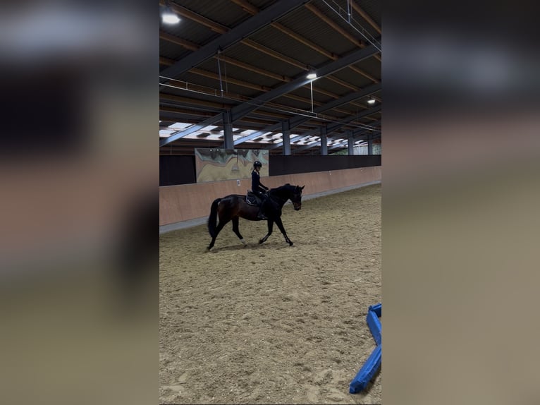 Reiterin sucht Reitbeteiligung  Reiterin sucht Reitbeteiligung