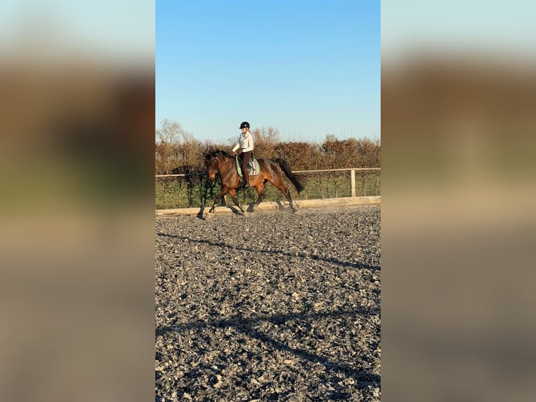 Reiterin sucht Reitbeteiligung