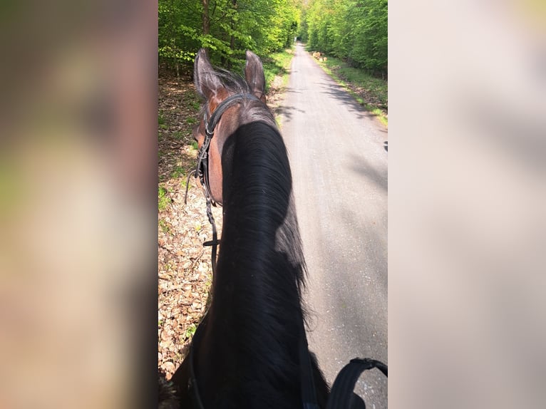 Reiterin sucht Reitbeteiligung