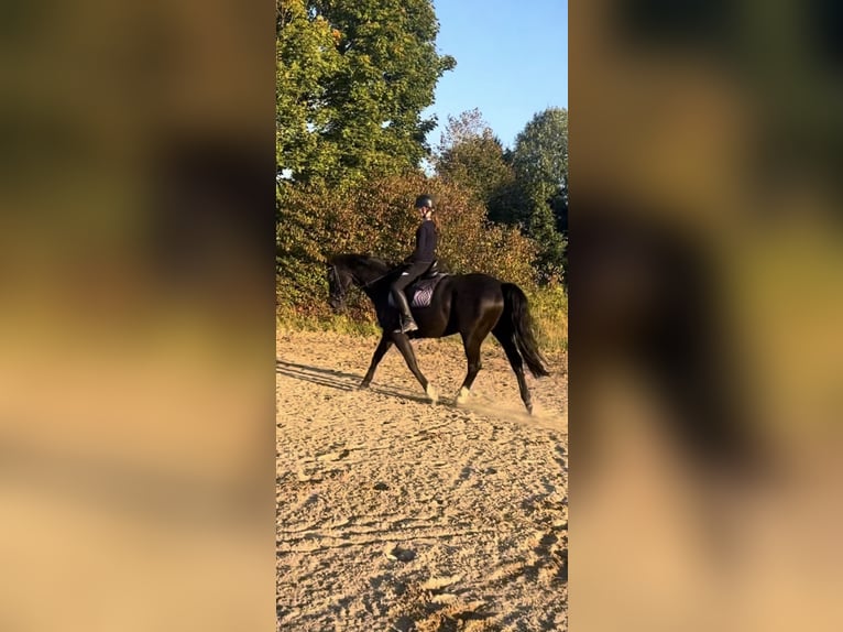 Reiterin sucht Reitbeteiligung  Reiterin sucht Reitbeteiligung