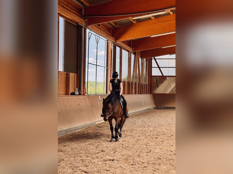 Reiterin sucht Reitbeteiligung