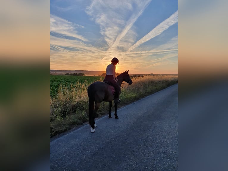 Reiterin sucht Reitbeteiligung 