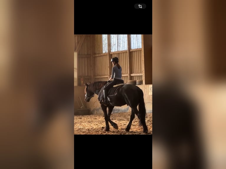 Reiterin sucht Reitbeteiligung  Reiterin sucht Reitbeteiligung