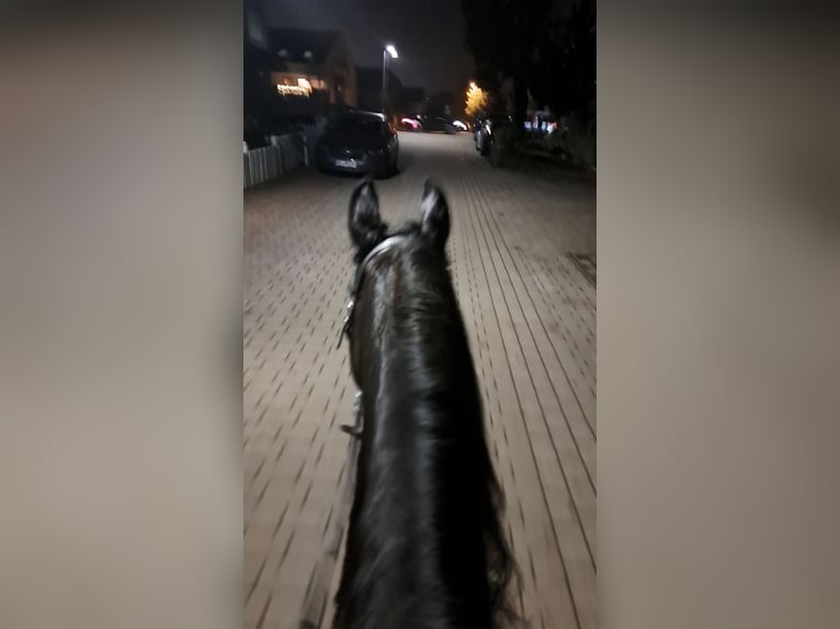 Reiterin sucht Reitbeteiligung
