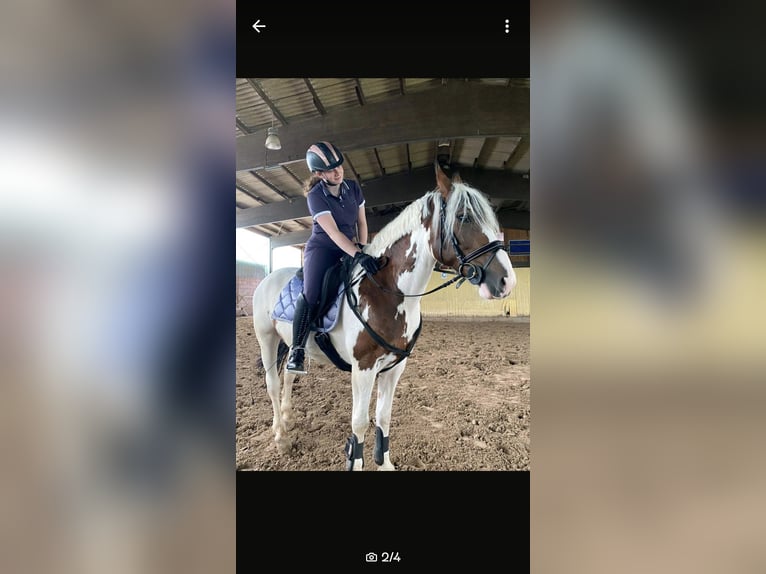 Reiterin sucht Reitbeteiligung 