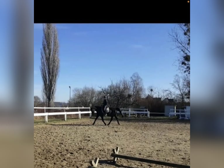 Reiterin sucht Reitbeteiligung 
