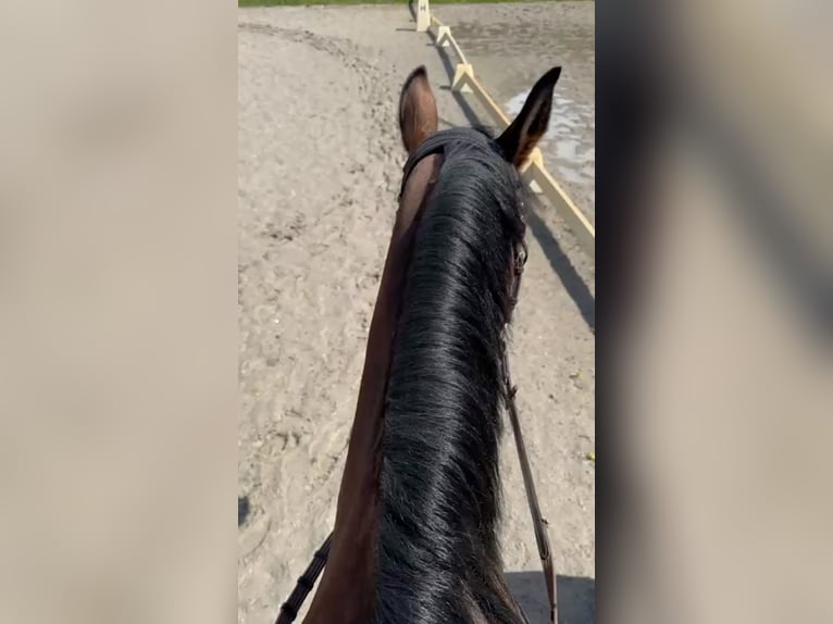 Reiterin sucht Reitbeteiligung Reiterin sucht Reitbeteiligung