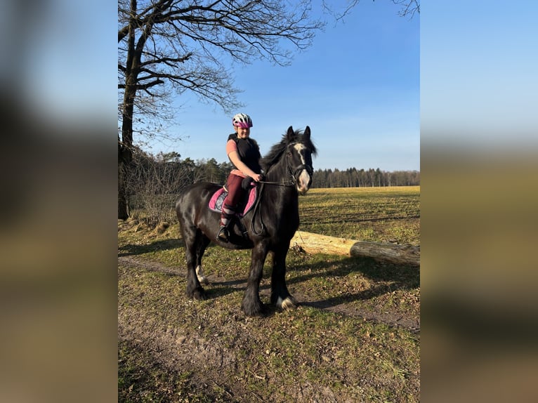 Reiterin sucht Reitbeteiligung