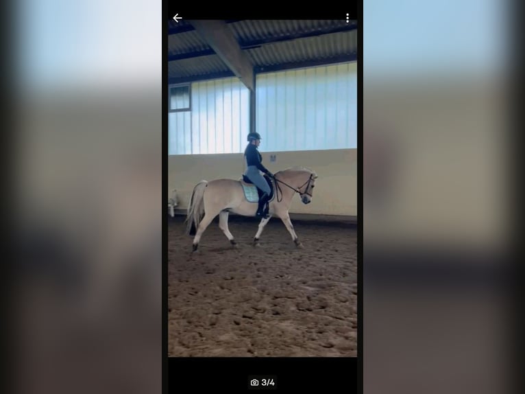 Reiterin sucht Reitbeteiligung 