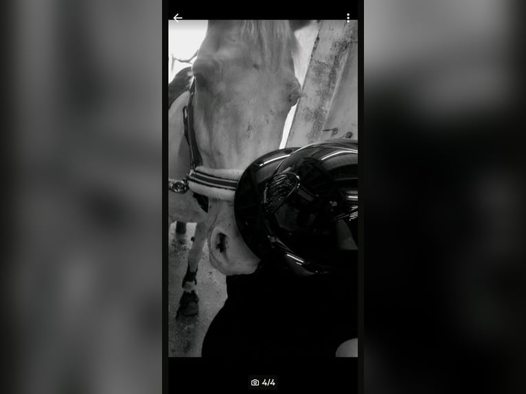 Reiterin sucht Reitbeteiligung 