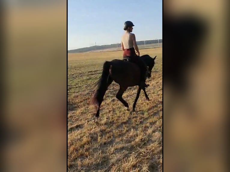Reiterin sucht Reitbeteiligung 