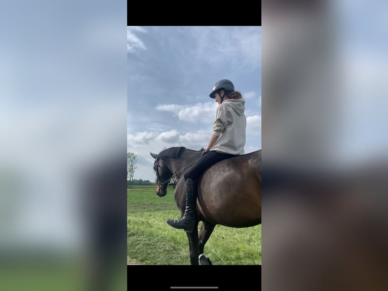Reiterin sucht Reitbeteiligung/Pferd zur Verfügung 