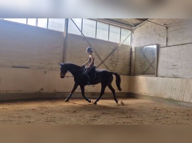 Reiterin sucht Reitbeteiligung/Pferd zur Verfügung  Reiterin sucht Reitbeteiligung/Pferd zur Verfügung