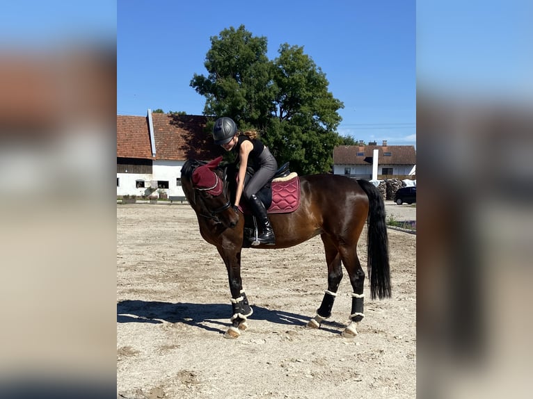 Reiterin sucht Traum-Reitbeteiligung 