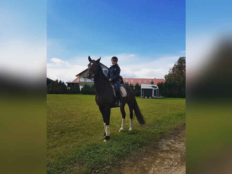 Reitmöglichkeit auf Dressurpferd gesucht
