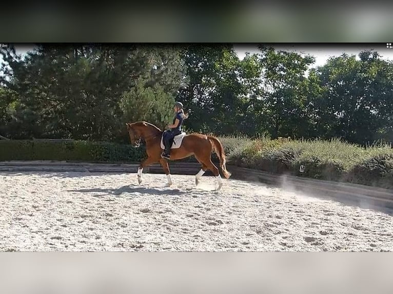 Reitmöglichkeit auf Dressurpferd gesucht