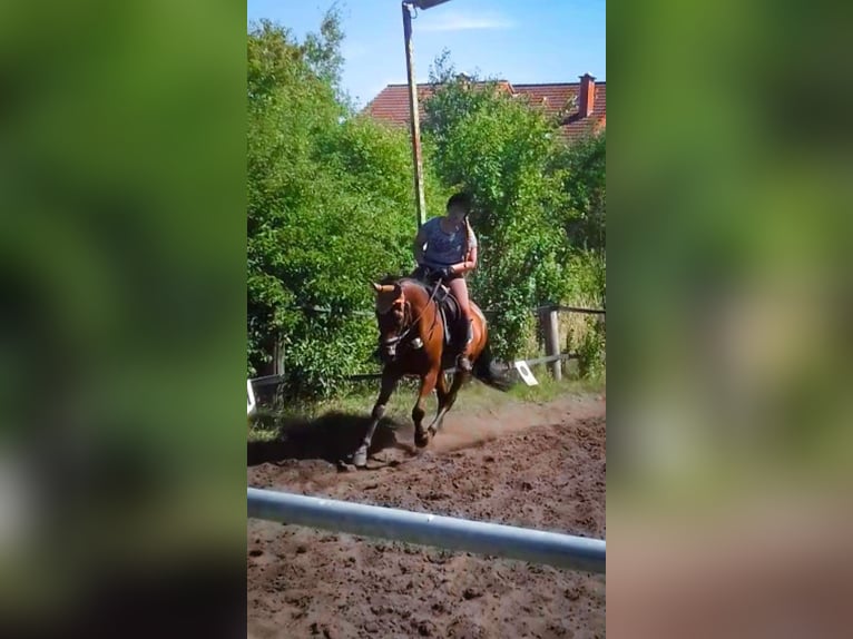 Reit/Pflegebeteiligung (Reiter sucht Pferd)