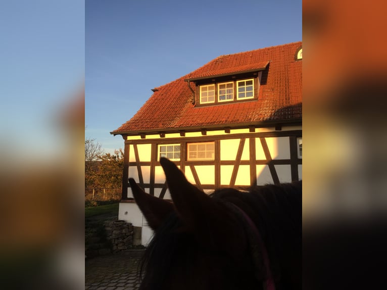 Reitunterricht / Reitbeteiligung / Pflegebeteiligung