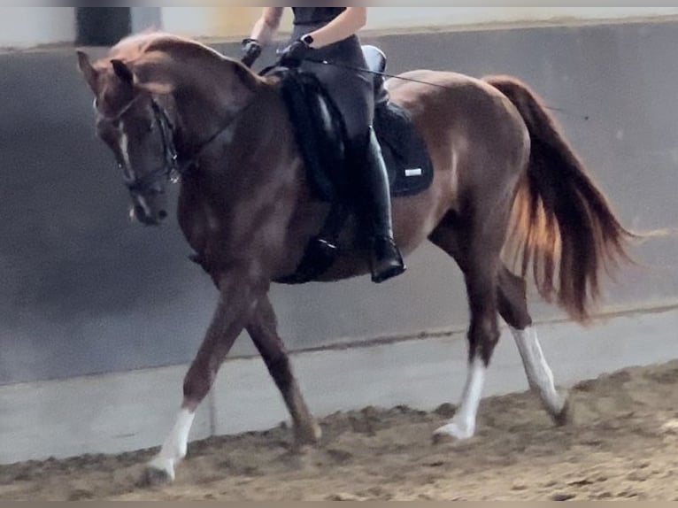 Renano Caballo castrado 10 años 162 cm Alazán in Kempen