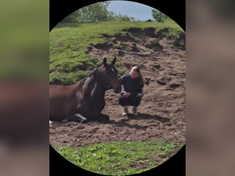 Renano Caballo castrado 10 años 171 cm Castaño in Jörl