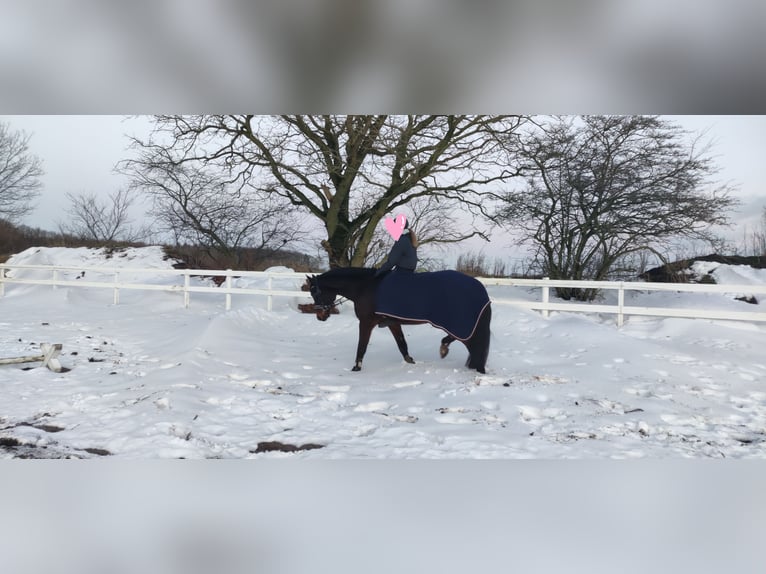 Renano Caballo castrado 10 años 171 cm Castaño in Jörl