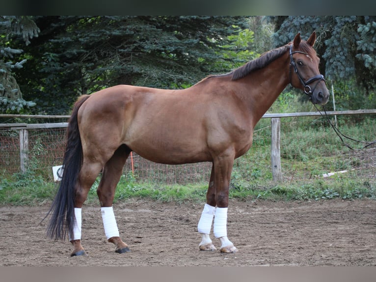 Renano Caballo castrado 10 años 172 cm Alazán in Hartenstein