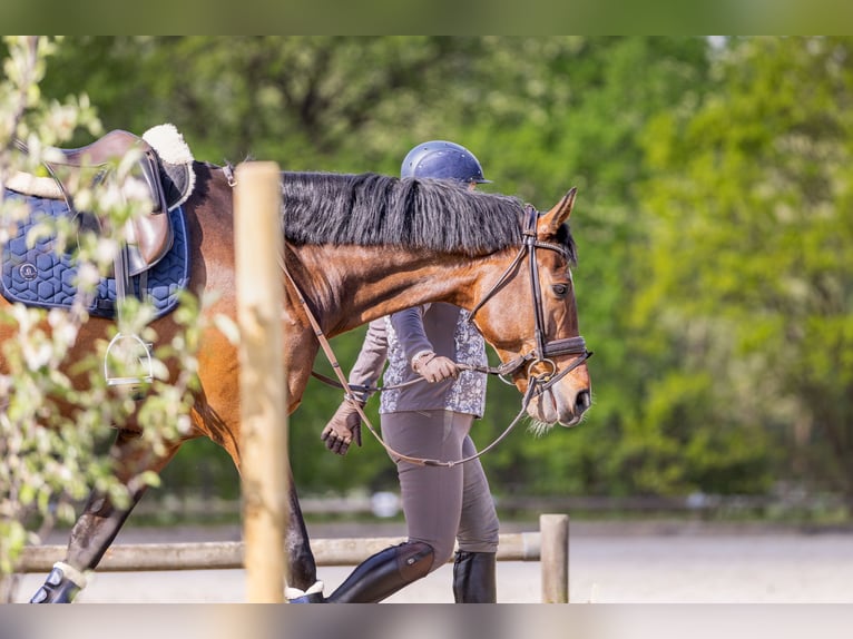 Renano Caballo castrado 10 años 172 cm  in Luhmühlen