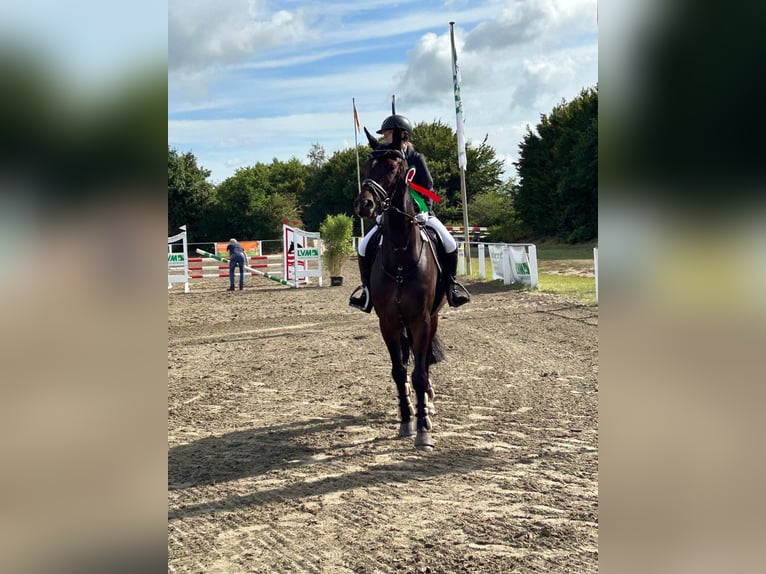 Renano Caballo castrado 10 años 172 cm Castaño in Jörl