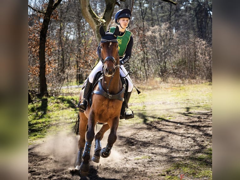 Renano Caballo castrado 10 años 172 cm Castaño in Bocholt