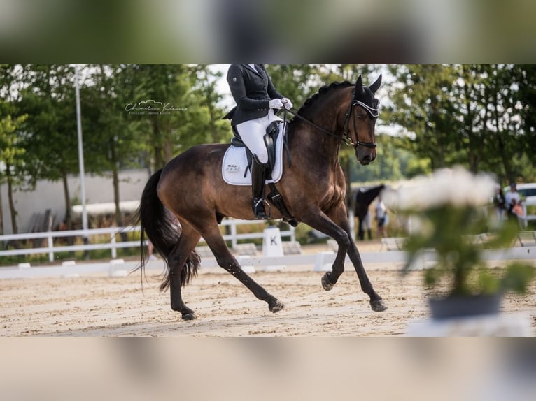 Renano Caballo castrado 10 años 174 cm Castaño oscuro in Aarbergen