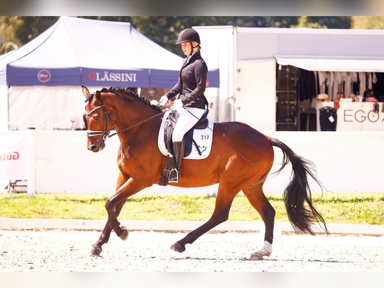 Renano Caballo castrado 10 años 175 cm Castaño in LeverkusenLeverkusen
