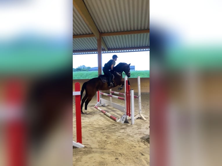 Renano Caballo castrado 10 años 175 cm Castaño in LeverkusenLeverkusen