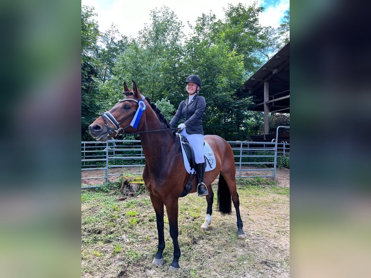 Renano Caballo castrado 10 años 175 cm Castaño in LeverkusenLeverkusen