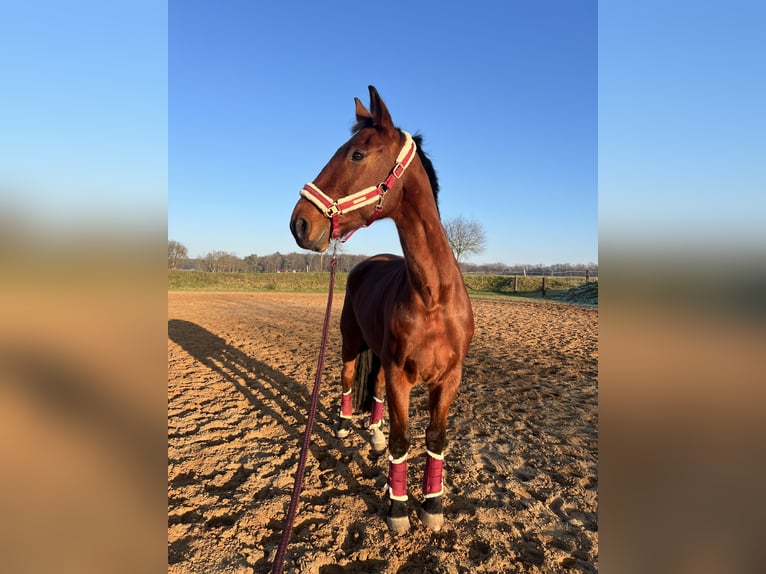 Renano Caballo castrado 10 años 183 cm Castaño in Vierlinden Friedersdorf