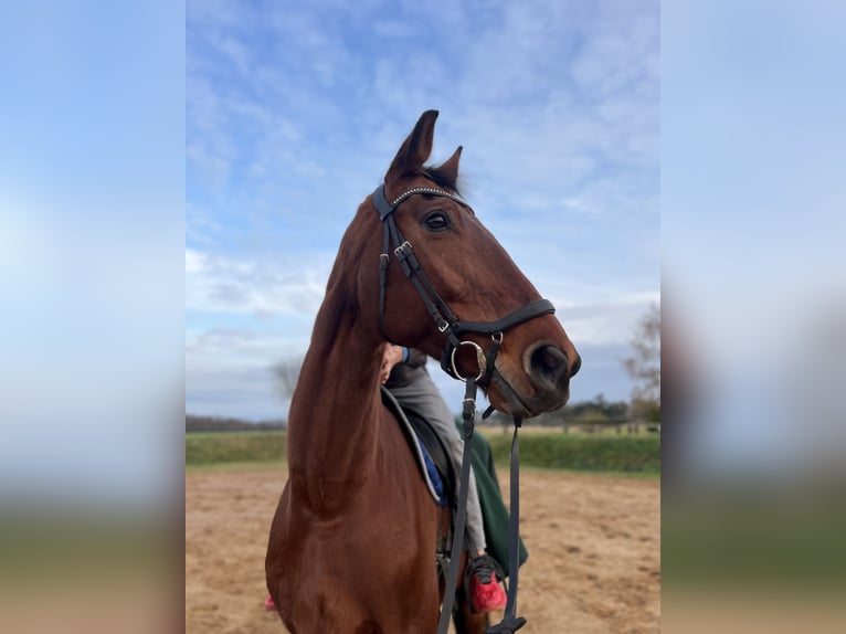 Renano Caballo castrado 10 años 183 cm Castaño in Vierlinden Friedersdorf