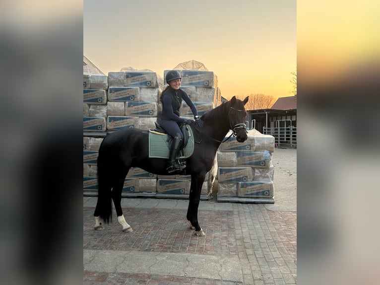 Renano Caballo castrado 11 años 168 cm Negro in Bockhorn