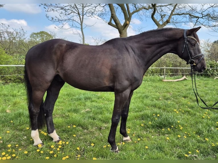 Renano Caballo castrado 11 años 168 cm Negro in Bockhorn