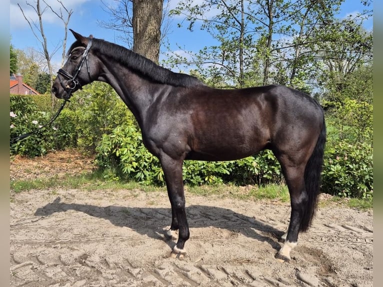 Renano Caballo castrado 11 años 168 cm Negro in Bockhorn