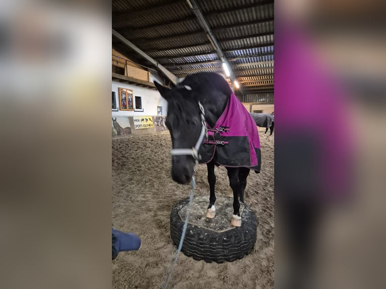 Renano Caballo castrado 11 años 168 cm Negro in Bockhorn