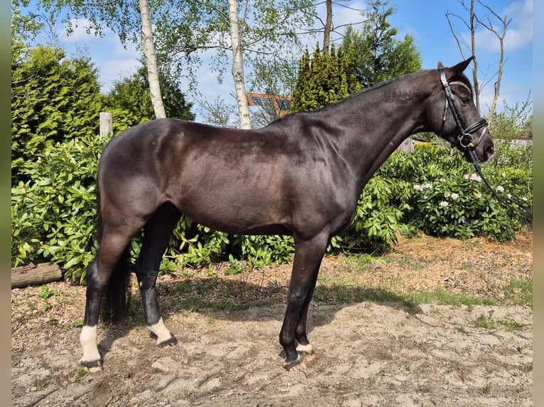 Renano Caballo castrado 11 años 168 cm Negro in Bockhorn