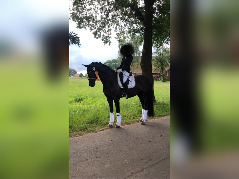 Renano Caballo castrado 11 años 168 cm Negro in Schortens