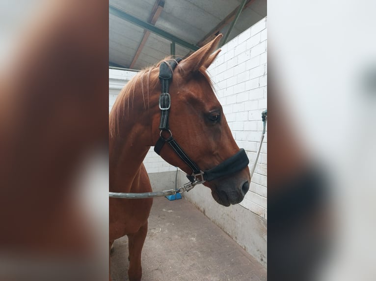 Renano Caballo castrado 11 años 169 cm Alazán in Hambergen