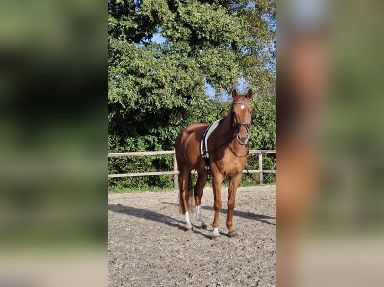 Renano Caballo castrado 11 años 169 cm Alazán in Hambergen