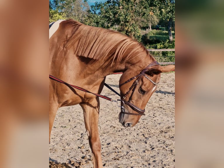 Renano Caballo castrado 11 años 169 cm Alazán in Hambergen