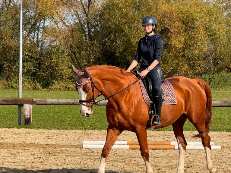 Renano Caballo castrado 11 años 175 cm Alazán in Arnstorf