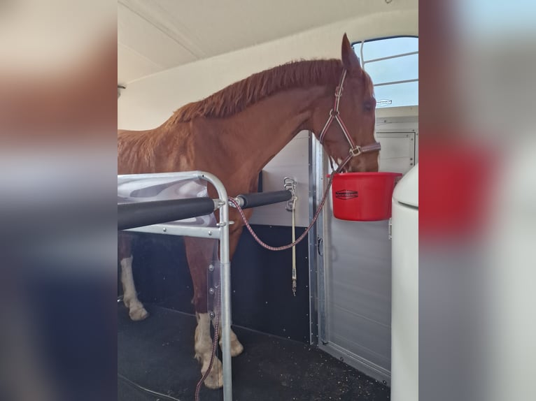 Renano Caballo castrado 11 años 175 cm Alazán in Arnstorf