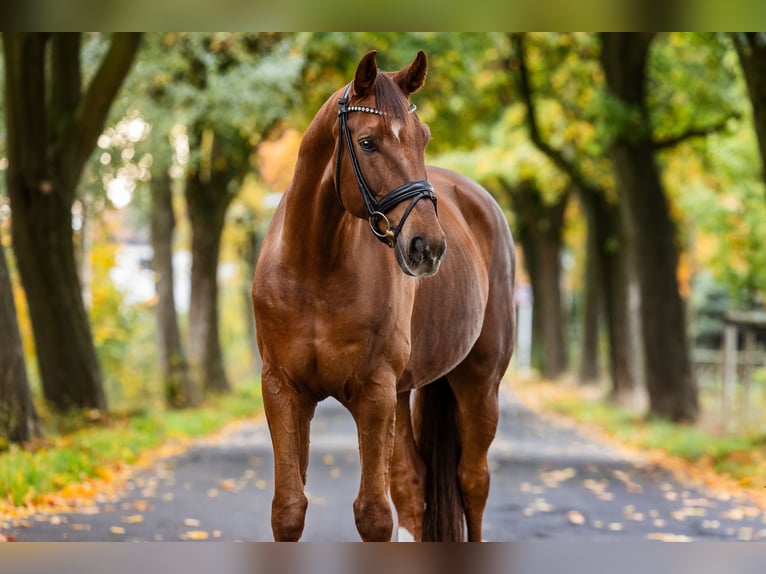 Renano Caballo castrado 11 años 175 cm Alazán-tostado in Marl