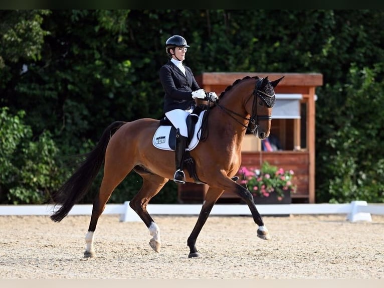 Renano Caballo castrado 11 años 176 cm Castaño in Würzburg