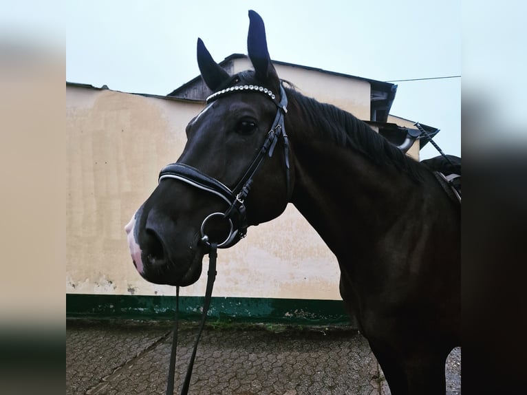 Renano Caballo castrado 11 años 176 cm Castaño oscuro in Königswinter