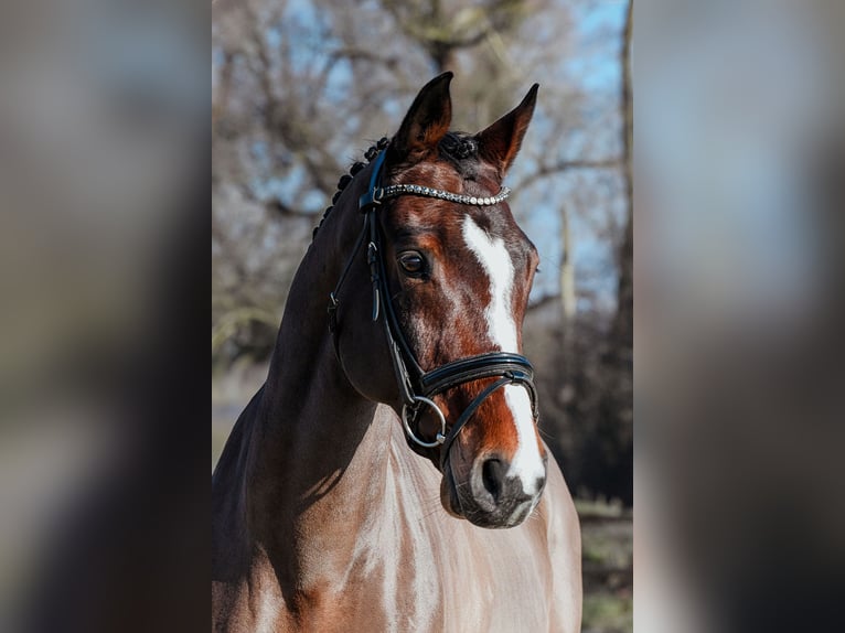 Renano Caballo castrado 11 años Castaño in Riedstadt